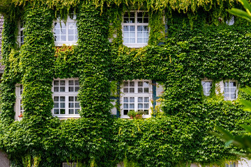 Efeu Fassade Bewuchs Deutschland Essen Margaretenhöhe Ranken Fenster Fensterläden historisch Bauwerk Denkmal alt Wohnung Idyll Nostalgie Vintage romantisch Attraktion Sehenswürdigkeit Ruhrgebiet