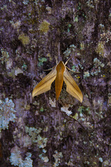 Wall Mural - Uma mariposa, empoleirada no tronco de uma árvore com textura manchada e colorida. sphinx moths.