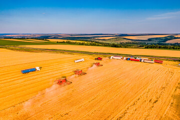 wheat harvesting process. Combines work in the field. Aerial drone photo