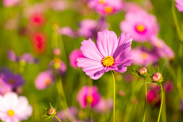 Wall Mural - Beautiful pink color cosmos (Mexican aster) flower background