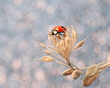 ladybug on a blue background