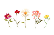 Set Of Watercolor Illustrations Of Flowers On A White Background. Hand Painted For Design And Invitations.