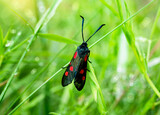 Close up Five Spot Burnet Moth ((Zygaena filipendulae) on green grass, Wildlife garden of British species with eye catching in red and black wings. Macro beautiful wild butterlfy in Spring and Summer