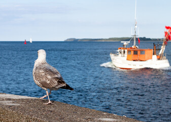 Seagull perched on a curbstone on the background of the sea