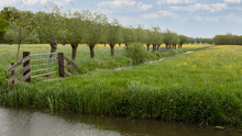 A Row Of Pollard Willows In A Meadow Full Of Yellow Buttercups.