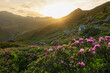 Alpenrosen in den tiroler Bergen mit Sonnenuntergang im Hintergrund