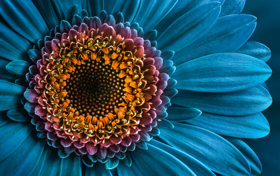 Wall Mural -  Gerbera flower close up on turquoise background. Macro photography. Card Gerbera Flower. Natural romantic conceptual blue floral Macro background.