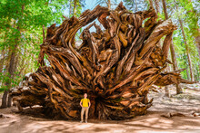 A Young Male Tourist Stands Under The Roots Of A Fallen Huge Tree In The Sequoia National Park USA