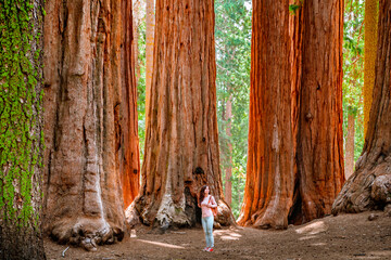 A charming young woman with a backpack walks among giant trees in the forest in Sequoia National Park, USA