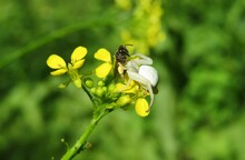 White Crab Spider Captures A Bee On Barbarea Flower In The Wild