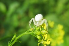 Beautiful White Crab Spider On A Barbarea Flowers On Natural Green Background