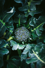 Broccoli Crown Growing In The Garden.
