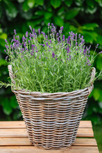  Basket With Flowers. Woven Pot Of Lavender Outside In The Garden. Lavender Flowers In The Pot Outside In Summer. Copy Space