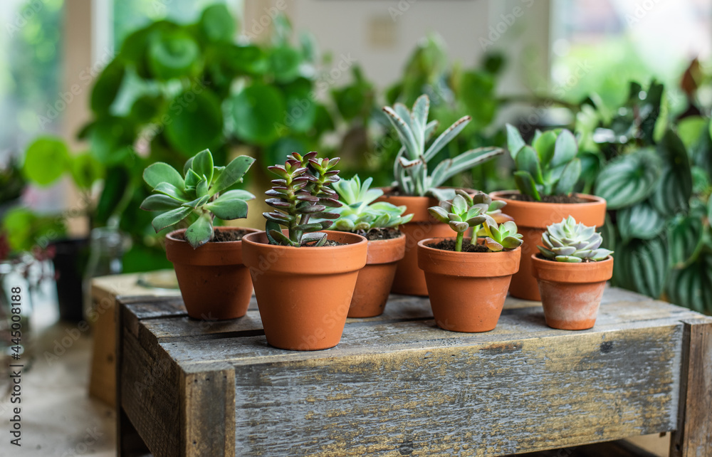 Stock-Foto Auswahl verschiede Sukkulente und Echeveria im Tontopf, kleine  Zimmerpflanze im Blumentopf auf Holz Untergrund | Adobe Stock