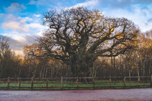 The Oldest Tree In Sherwood Forest, England