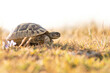 Hermann's tortoise (Testudo hermanni), with beautiful green coloured background. Colorful tortoise on the ground near the sea. Wildlife scene from nature, Croatia
