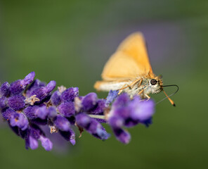 Wall Mural - butterfly on flower, nacka, sverige, sweden, stockholm