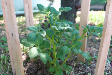 selective focus leafy branches of a newly planted potato