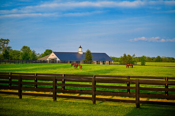 Wall Mural - Thoroughbred horses grazing in a field with horse barn in the background.