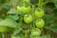 Selective Focus Shot Of Unripe Tomatoes