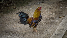 Colorful Rooster Standing On The Ground In The Farm