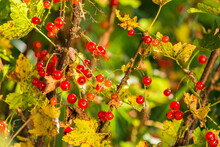 Red Currants On Brown Branches, Illuminated By The Rays Of The Sun. Red Currants On Brown Branches, Illuminated By The Rays Of The Sun.