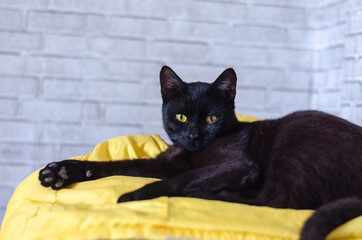 black cat with yellow eyes and a white fluffy kitten