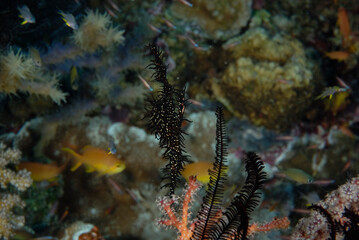 Wall Mural - A picture of a ghost pipe fish