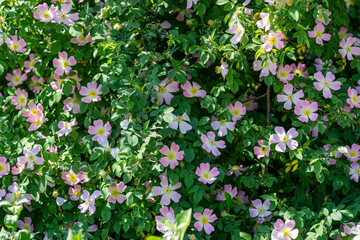 Sticker - feld und blumen