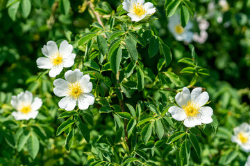 Sticker - feld und blumen