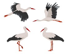 Standing And Flying Stork Or Crane Birds Isolated