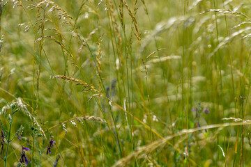 Wall Mural - green wheat field