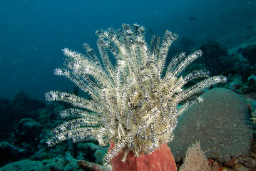 Wall Mural - A picture of a crinoid