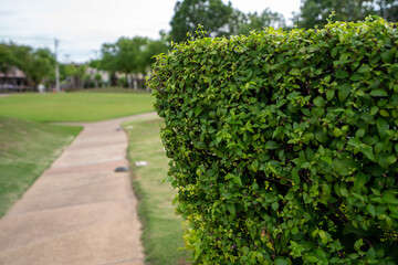 Poster - path in the garden