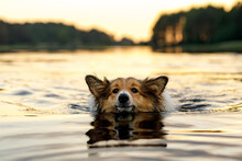 The Dog Swimming In A Lake.