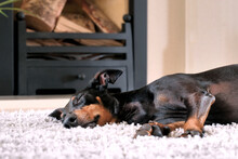 Shot Of A Black Dog Lying On A Carpet