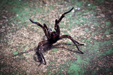 Poster - Close up shot of a spider