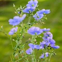 Wall Mural - close up of blue scorpion grasses flowers, blue forget-me-nots with green blurred background