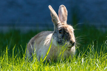 Wall Mural - close up of an adorable brown rabbit eating on the grass field against a grey wall in the park