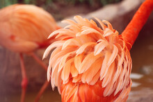 Feathers Of Pink Flamingo Bird