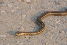 Common Garter Snake On Dirt Road
