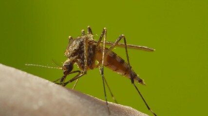 Wall Mural - Macro Video of Dangerous Malaria Infected Culex Mosquito Sucking Blood, Leishmaniasis, Encephalitis, Yellow Fever, Dengue Disease, Zika, EEE Virus Parasite Insect Bite