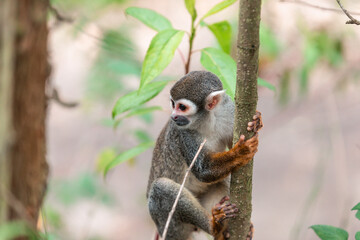 Common squirrel monkey (Saimiri sciureus)