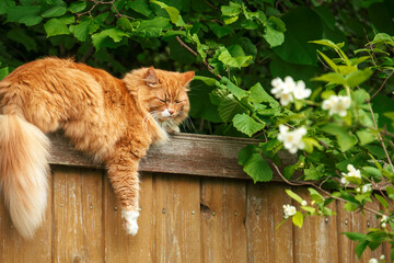 the portrait of red domestic cat sleeping on fence among foliage.