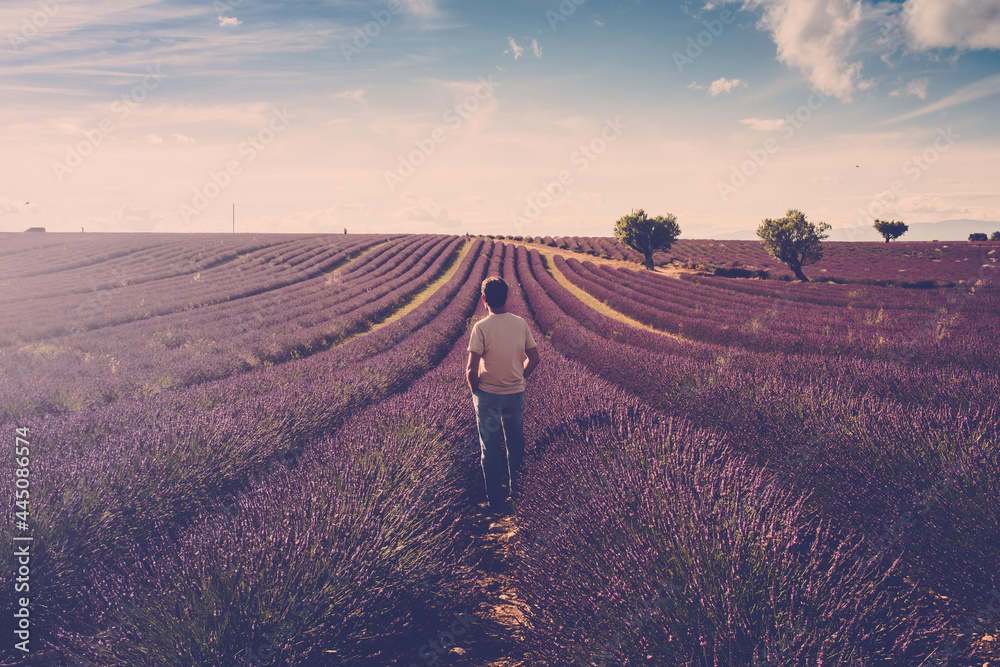 One standing man look the lavender field around him - human and beautiful travel scenic nature outdoors - france provence valensole location - fragrance and parfums production business - obrazy, fototapety, plakaty 