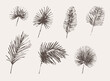 Set drawn palm leaves sketch Tropical vector