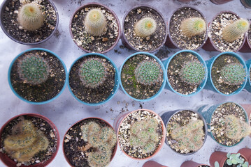 Canvas Print - Group of cactus in small garden pots