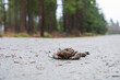 Dead frog on a forest road