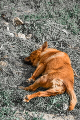 Sticker - Brown mongrel lying on the ground and sleeping