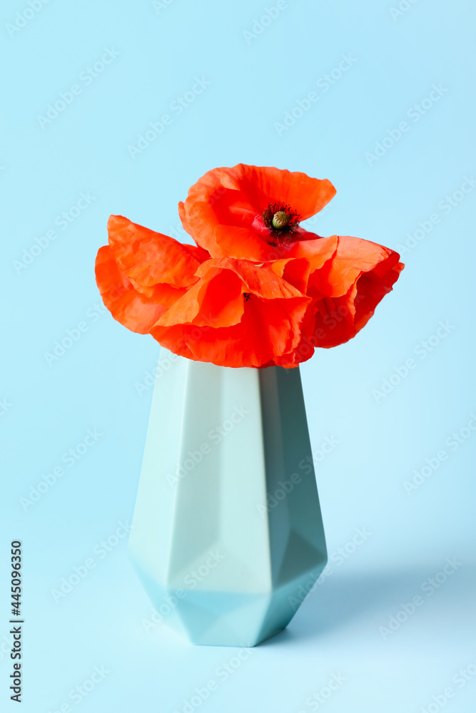 Vase with beautiful red poppy flowers on color background